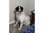 Adopt Kimchi a White - with Black Australian Shepherd / Mixed dog in Visalia