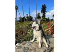 Adopt Bear a Siberian Husky / Mixed dog in Laguna Beach, CA (41406687)