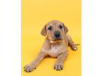 Adopt Tucana a Doberman Pinscher / Mixed dog in Fresno, CA (41406623)