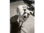 Adopt Marley a White German Shepherd Dog / Mixed dog in Las Vegas, NV (41449599)