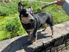 Adopt Dumpling a Gray/Silver/Salt & Pepper - with Black Australian Cattle Dog /