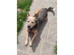 Adopt Pluto a German Shepherd Dog / Australian Cattle Dog / Mixed dog in Garden
