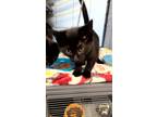 Adopt Chikorita a All Black Domestic Shorthair / Domestic Shorthair / Mixed cat