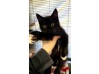 Adopt Totodile a All Black Domestic Shorthair / Domestic Shorthair / Mixed cat