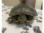 Adopt Princess Scotch Bonnet a Turtle - Water reptile, amphibian