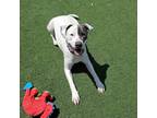Adopt Desmond a Mixed Breed (Large) / Mixed dog in Oceanside, CA (41315466)