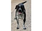 Adopt James a Pit Bull Terrier / German Shorthaired Pointer / Mixed dog in