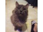 Adopt Ghost a Gray or Blue Domestic Longhair / Mixed (long coat) cat in