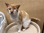 Hickory Domestic Shorthair Male