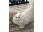 Adopt Bear a White Persian / Mixed (long coat) cat in Henderson, NV (41449565)
