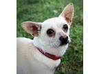 FRIENDLY LIL ROSTY Chihuahua Adult Male
