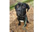 Adopt Midnight a Black - with White Cane Corso / Mixed dog in Junction City