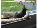 Adopt Koda a Domestic Shorthair / Mixed (short coat) cat in Fond du Lac