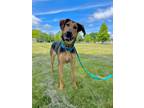 Adopt Molly a Mixed Breed (Medium) / Mixed dog in Fond du Lac, WI (40890975)
