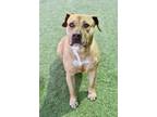 Adopt Indy a Pit Bull Terrier / Mixed dog in Canton, GA (41289458)