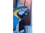 Adopt Annie The BlindBlueNGold Macaw a Blue Macaw bird in Vancouver