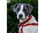 Adopt Cinco a Pit Bull Terrier, Mixed Breed