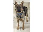 Adopt Niko a German Shepherd Dog / Mixed dog in Williamstown, KY (41449576)