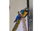 Adopt Diego 25 YO Blue & Gold Macaw a Blue Macaw bird in Vancouver