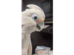 Adopt Harry the Goffins Cockatoo a White Cockatoo bird in Vancouver