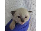 Adopt Gem - EL Colony a Siamese