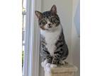 Adopt Cashew a Gray, Blue or Silver Tabby Domestic Shorthair / Mixed (short