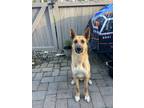 Adopt Emerson - FOSTER NEEDED! a German Shepherd Dog