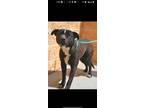 Adopt Shadow - FOSTER NEEDED! a Pit Bull Terrier