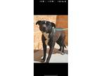 Adopt Shadow a Pit Bull Terrier