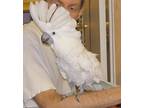 Adopt Precious a Cockatoo bird in Edgerton, WI (21447843)