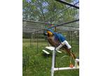 Adopt Charlie a Macaw bird in Edgerton, WI (25499999)