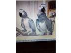 Adopt Bill & Betty a African Grey bird in Edgerton, WI (36681338 ...