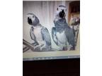 Adopt Bill & Betty a African Grey bird in Edgerton, WI (36681338)