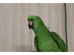 Adopt Reggie a Amazon bird in Edgerton, WI (37099485)
