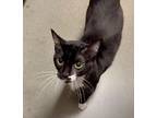 Peppermint Domestic Shorthair Young Female
