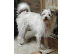 Adopt Boon a White - with Red, Golden, Orange or Chestnut Terrier (Unknown Type