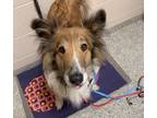 Adopt Morgan a Collie / Mixed dog in Pembroke, ON (41448377)