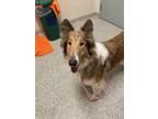 Adopt Clementine a Collie / Mixed dog in Pembroke, ON (41448374)