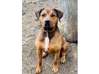 Adopt Rex a Bullmastiff / Mixed dog in Keswick, ON (41055180)