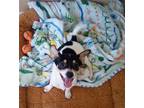 Adopt Palermo - 1 of 4 chi x puppies a Tricolor (Tan/Brown & Black & White)