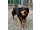 Adopt Wooly Willy a Bernese Mountain Dog