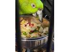 Adopt 2 special 44 YO YNA-Amazons a Green Parrot - Other bird in Vancouver
