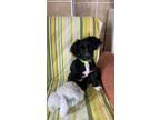 Adopt Jelly Bean a Black - with White Field Spaniel / Brittany / Mixed dog in