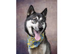 Adopt Alaska a Black Husky / Mixed dog in Atlanta, GA (41248023)