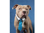 Adopt Tham a Tan/Yellow/Fawn American Pit Bull Terrier / Mixed Breed (Medium) /