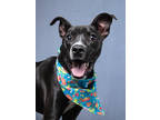 Adopt Julio a Black American Pit Bull Terrier / Mixed Breed (Medium) / Mixed