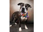 Adopt PRISSY a Black American Pit Bull Terrier / Mixed dog in Atlanta