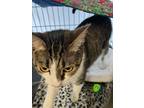 Adopt Ricotta a Domestic Shorthair / Mixed (short coat) cat in Lunenburg