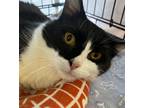Adopt Smokey a Domestic Shorthair / Mixed (medium coat) cat in Lunenburg