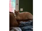 Adopt Olaf a Cream or Ivory Colorpoint Shorthair / Mixed (short coat) cat in